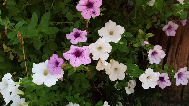 墨西哥矮牵牛花在花园里视频素材