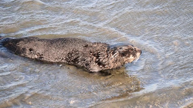 海獭视频素材