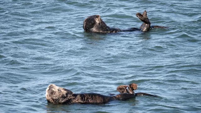 海獭视频素材