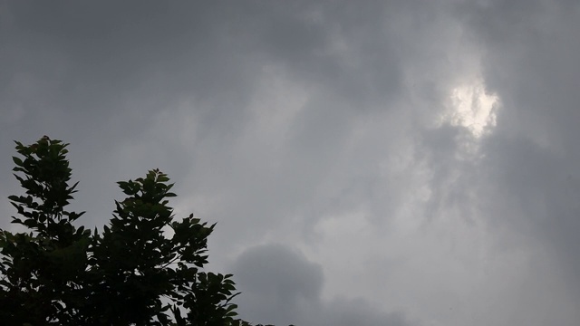 树在大雨天大风视频素材