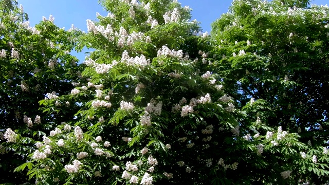 栗树之花视频素材