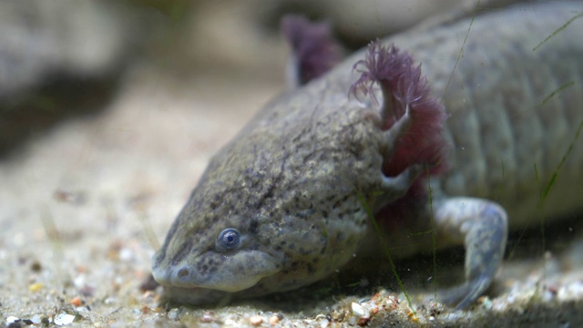 墨西哥蝾螈行走鱼墨西哥钝口螈水族馆沙底视频素材