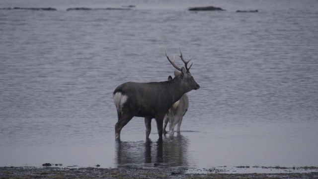 日本北海道，涉水的梅花鹿，其次是雄鹿。视频素材