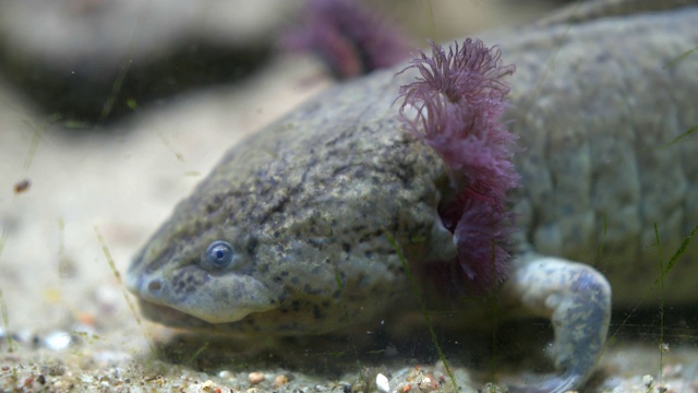 墨西哥蝾螈行走鱼墨西哥钝口螈水族馆沙底视频素材