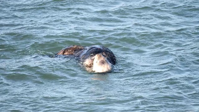 海獭视频素材