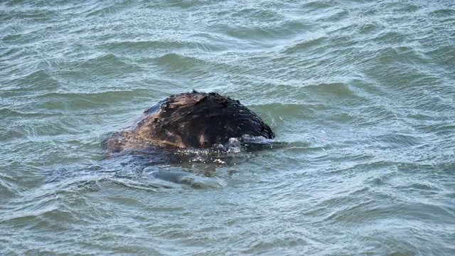 海獭视频素材