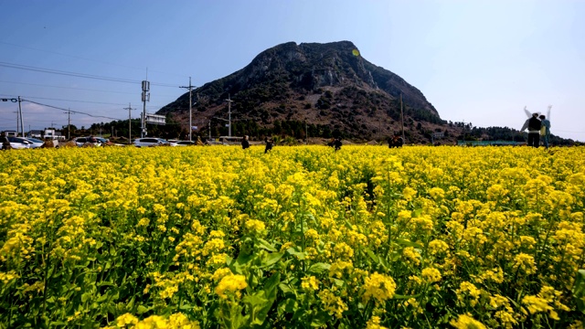 济州岛三帮山油菜田视频素材