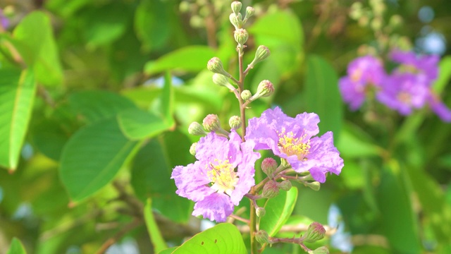 特写-大自然中的花。视频素材