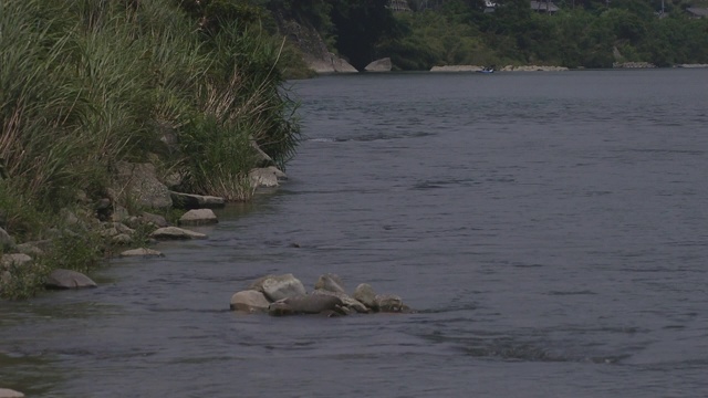 日本和歌山河中的鳗鱼锅视频素材