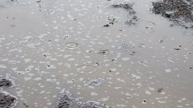 起涟漪的雨滴视频素材