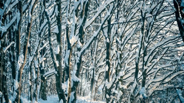 森林里的树木在日落时会下雪视频素材