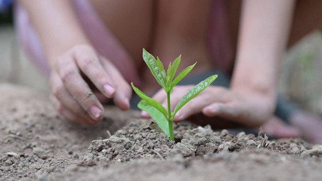 环境地球日在树木的手中生长幼苗。散科绿背景女性手捧树对自然的田野草森林保护理念视频素材