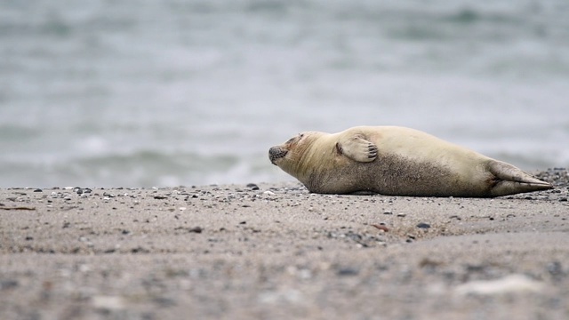 北海海岸的灰海豹(灰海豹)视频素材