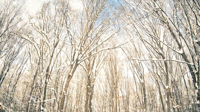 树被雪覆盖在雪下视频素材