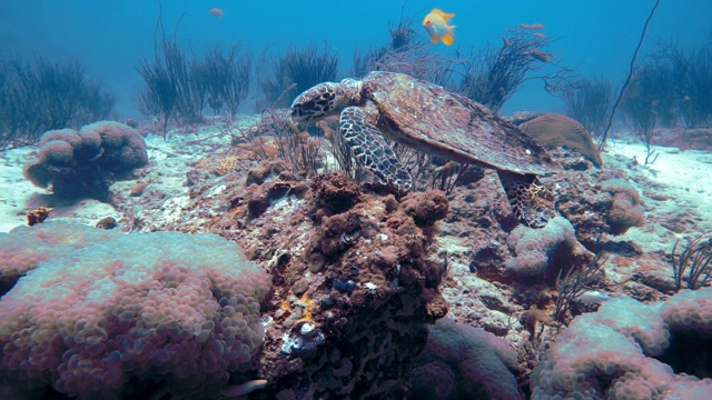 极度濒危的玳瑁海龟(Eretmochelys imbricata)觅食珊瑚礁视频素材