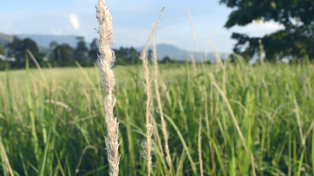 草地上有风的录像视频素材