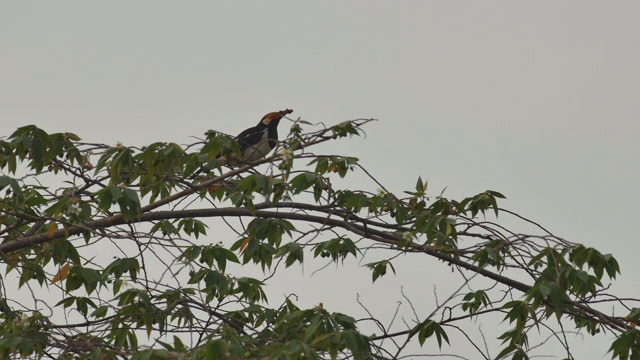 黑领椋鸟在树上休息视频素材
