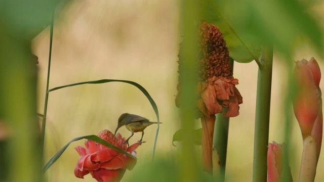 太阳鸟从花中摄取食物视频素材