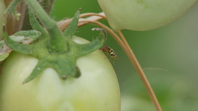 果蝇在番茄上飞来飞去视频素材