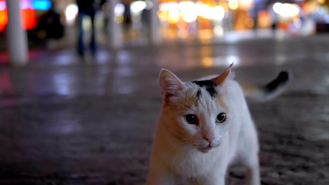 灰色的埃及流浪猫在夜晚的街道上视频素材