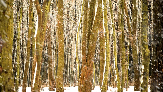 冬天森林里的树木在飘落的雪下视频素材