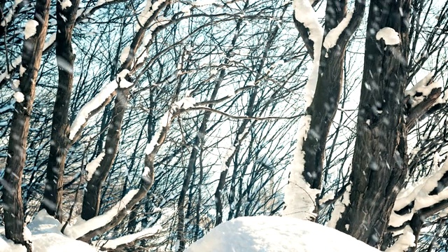 森林树木在积雪下的雪堆中视频素材