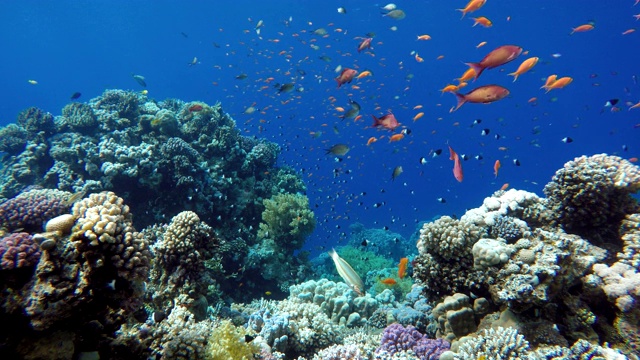 热带鱼海洋生物珊瑚礁。热带海洋和珊瑚礁。视频素材