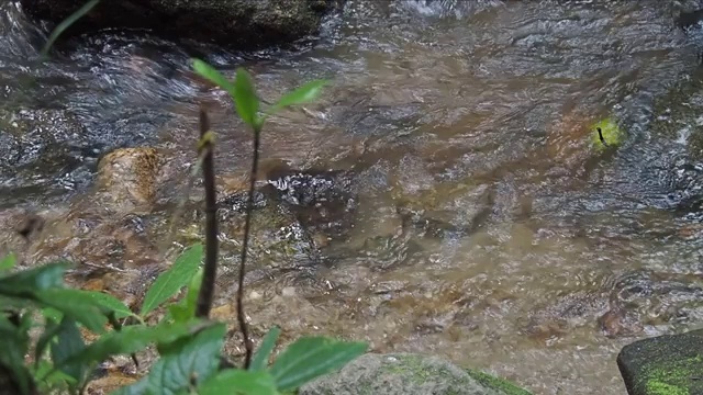 森林里的小溪里的水提供了新鲜。视频下载