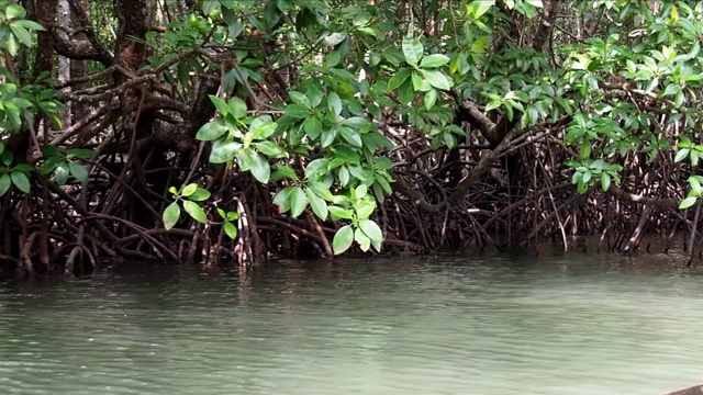 红树林，泰国海湾的红树林视频下载