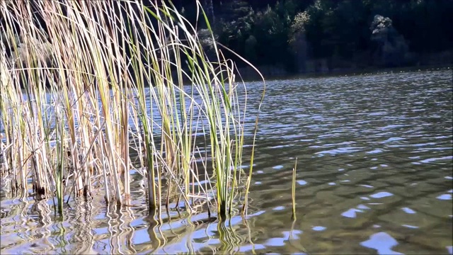 水生植物和湖泊景观视频素材