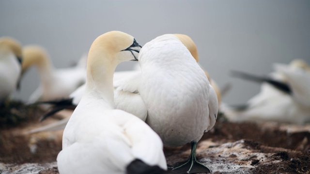 一对北塘鹅(Morus bassanus)视频素材