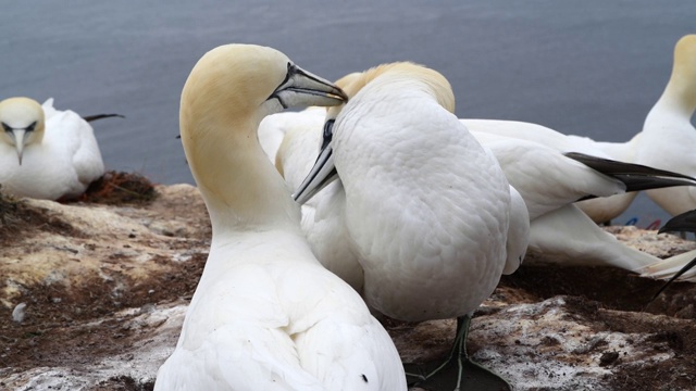 一对北塘鹅(Morus bassanus)视频素材