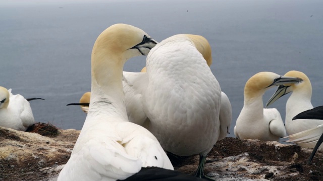 一对北塘鹅(Morus bassanus)视频素材