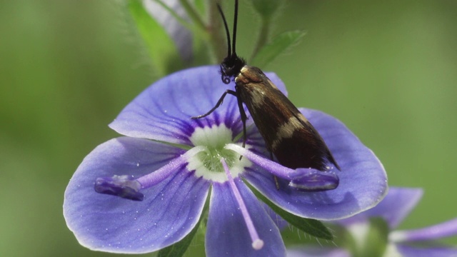 蛾Lampronia capitella视频素材