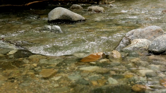 森林流视频素材