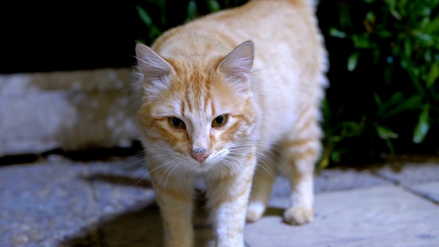 晚上街头流浪的埃及红猫视频素材