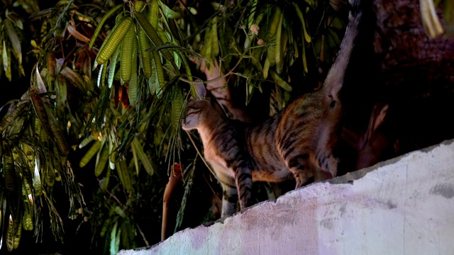 夜晚肮脏的街道上的灰色流浪猫视频素材