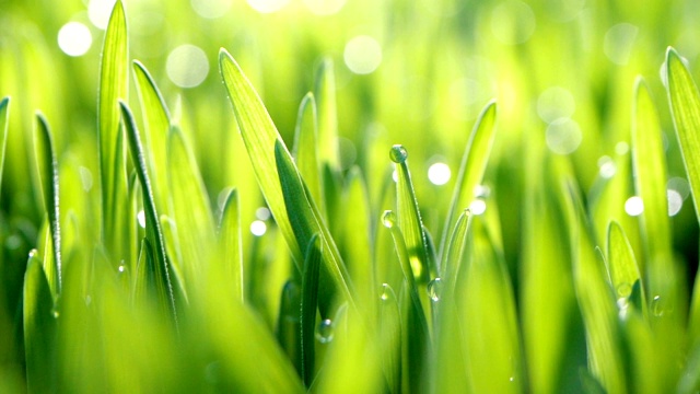 靠近一个新鲜的绿草或麦草与露水雨水滴在叶子在早上，放松和自然新鲜的概念，盘式拍摄视频素材