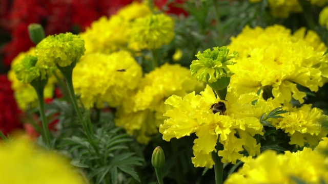 黄金盏花和大黄蜂收集花粉。花园里或公园里的花视频素材