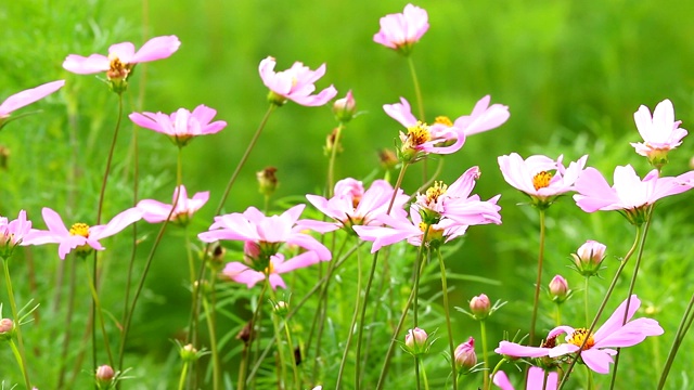 田野里的宇宙花视频素材