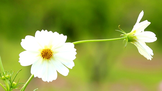 田野里的宇宙花视频素材