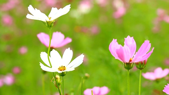 田野里的宇宙花视频素材