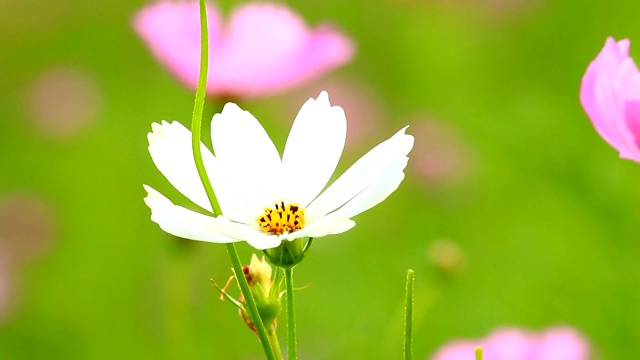 田野里的宇宙花视频素材