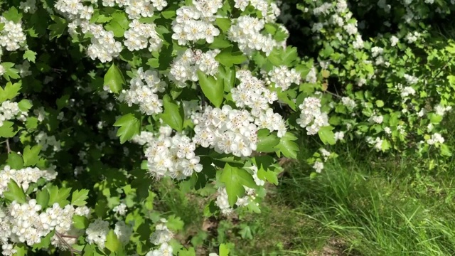 山楂花枝在风中摇曳视频素材