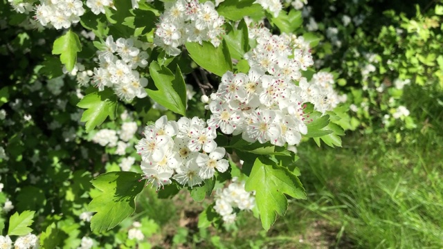 山楂花枝在风中摇曳视频素材