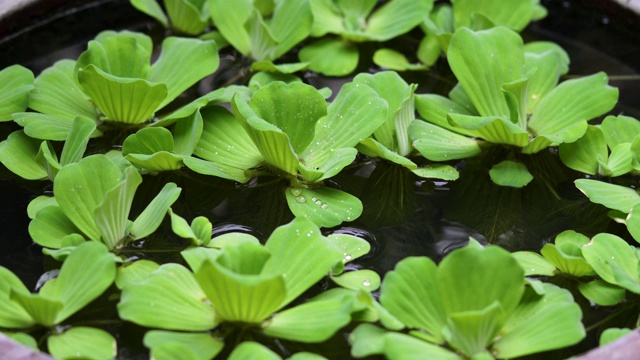 水莴苣(Pistia stratiotes Linnaeus)视频素材