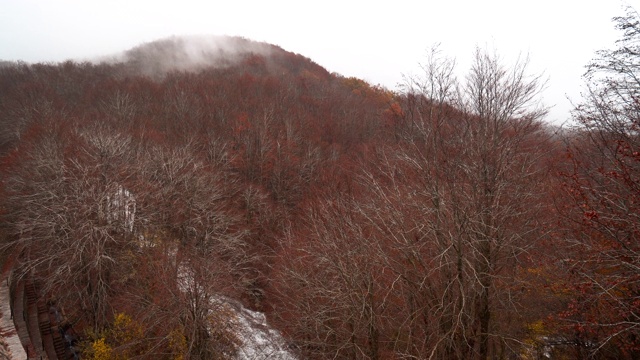 美丽的秋天山毛榉森林在加泰罗尼亚山脉下降。视频素材