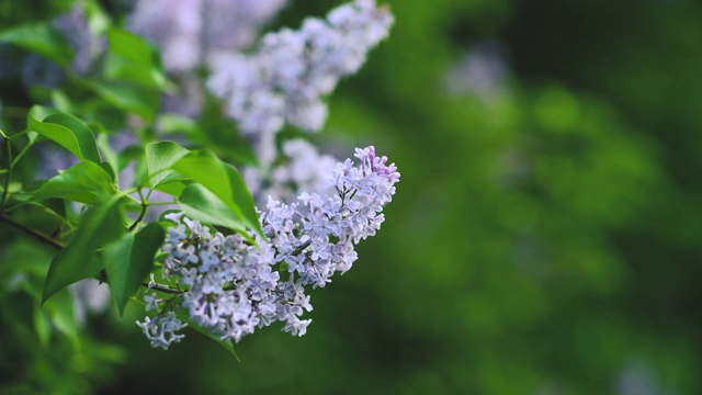 丁香花在春天盛开视频素材