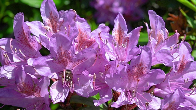 蜜蜂飞进杜鹃花，授粉和采集花蜜视频下载