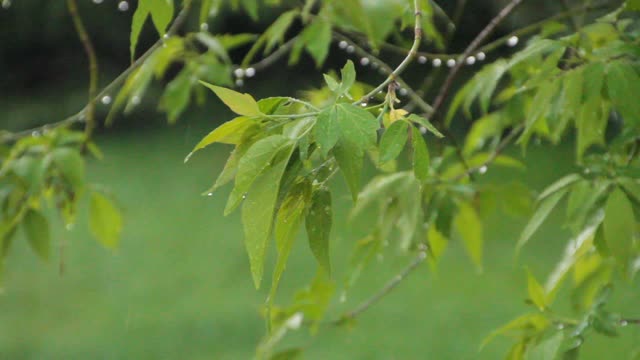 第一场春雨落在树叶上视频下载